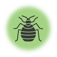Mattress Dust Mites And Bed Bug Removal